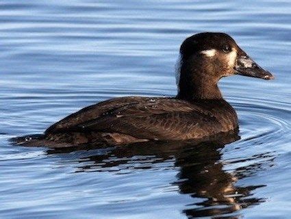 Pin on Birds I've Seen While Birding