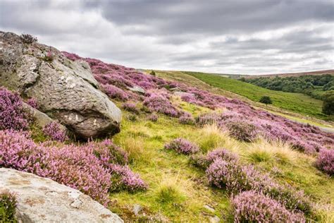 Goathland Moor Heather Crags Stock Photos - Free & Royalty-Free Stock Photos from Dreamstime