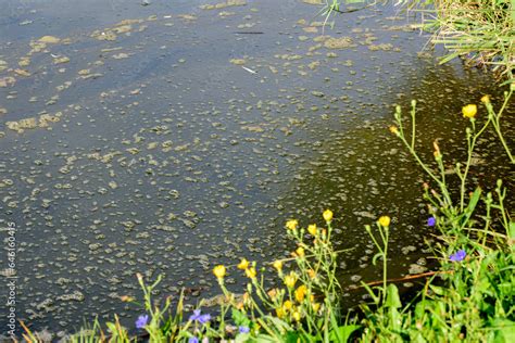 Water pollution by blooming blue green algae. green algae on the ...