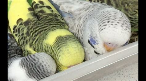 Cute Baby Budgies - YouTube