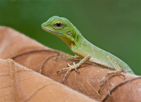 Cute baby green crested lizard -- Macro in photography-on-the.net forums