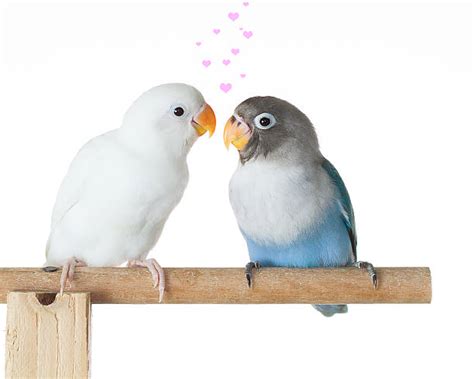 White And Blue Lovebird