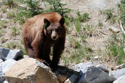 While humans are away, Yosemite bears come out to play