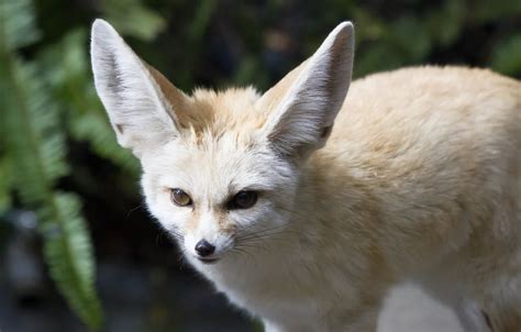 Wallpaper look, predator, muzzle, ears, Fox, Fenech, fennec fox images ...