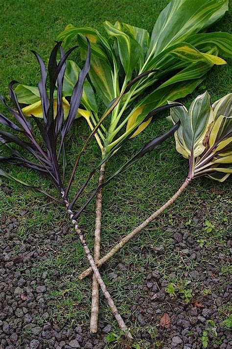 How To Propagate Cordylines (Ti Plants) - Tropiscape in 2020 | Plants ...