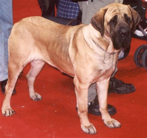 Dogs Info: Alangu Mastiff