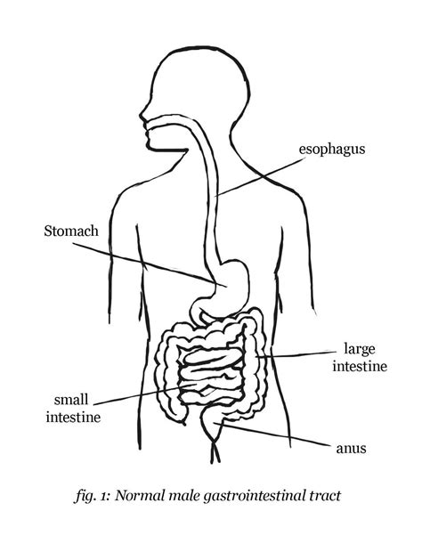 Digestive System Blank Diagram For Kids Sketch Coloring Page