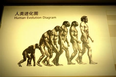 Human Evolution Free Stock Photo - Public Domain Pictures