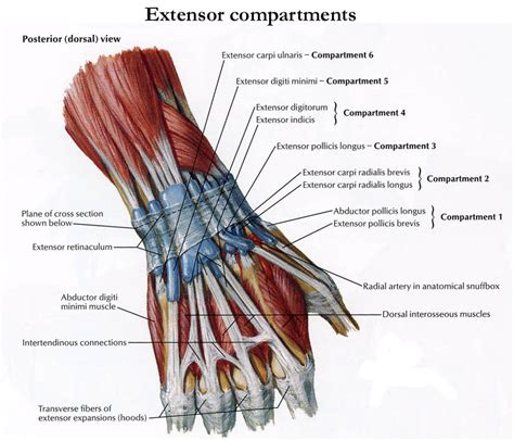 Anatomy of the Hand | Team Bone