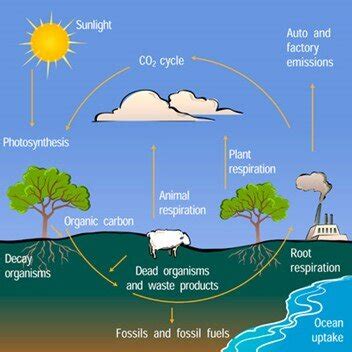 Carbon Sinks and Sources — SOPEC — Sustainable Ohio Public Energy Council