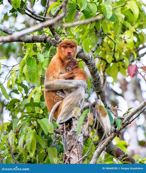 A Female Proboscis Monkey Nasalis Larvatus with a Cub Stock Photo - Image of arboreal, exotic ...