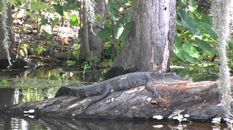 Jean Lafitte Swamp Tours - YouTube