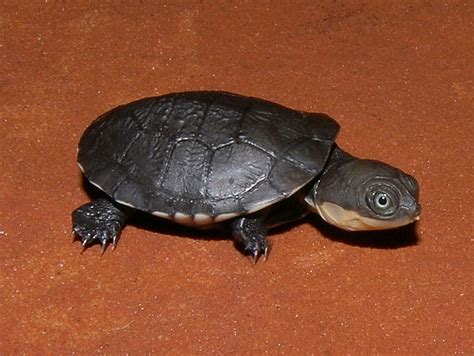 African Helmeted Turtles for sale | The Turtle Source