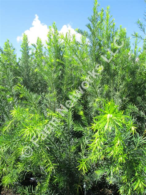 Podocarpus for Sale | Podocarpus hedge, Hedges, Plants