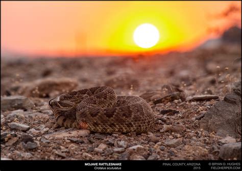 Mojave Rattlesnake | Cave Creek Snakes