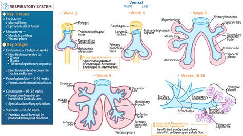 Anatomy & Physiology: Development of the Respiratory System | ditki medical & biological sciences