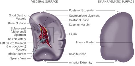 Anatomy, Abdomen and Pelvis, Spleen Article