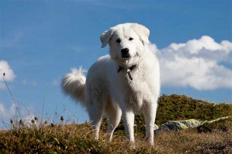 Maremma Sheepdog | Dog Breeds Facts, Advice & Pictures | Mypetzilla UK