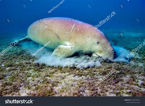 51 Dugong Eating Grass Images, Stock Photos & Vectors | Shutterstock