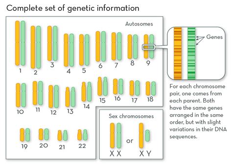 What Are Chromosomes?