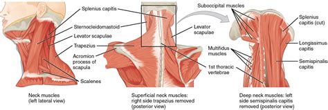 Unit 15: Muscle Anatomy and Movement – Douglas College Human Anatomy ...