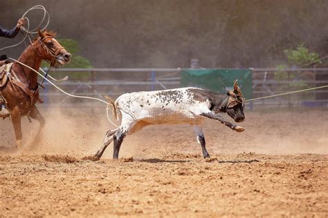 Calf Roping Competition at an Australian Rodeo Stock Photo - Image of hooves, calf: 149044878