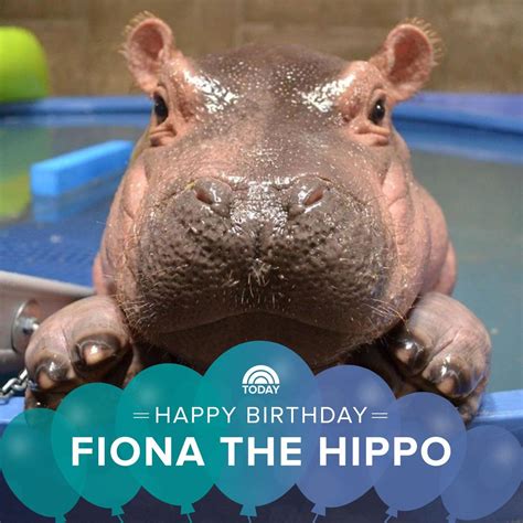 Happy 1st birthday, Fiona the hippo! (Photo via @CincinnatiZoo) Cute ...