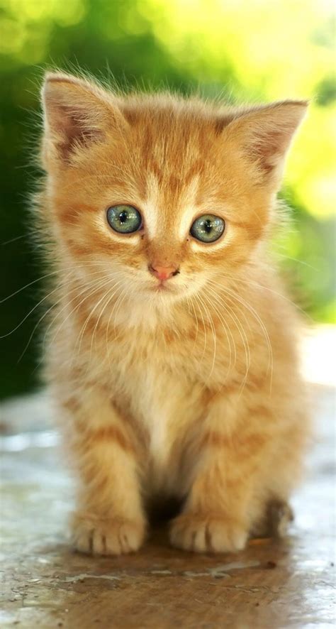 Adorable Orange Kitten