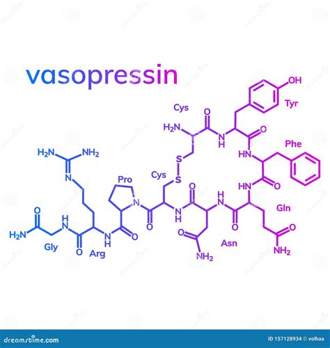 Vasopressin or argipressin stock vector. Illustration of biology - 157128934