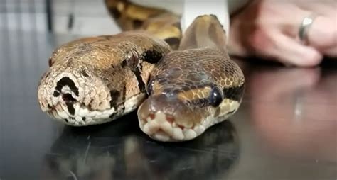 Boa Constrictor Care Guide for Beginners - ReptileProfy