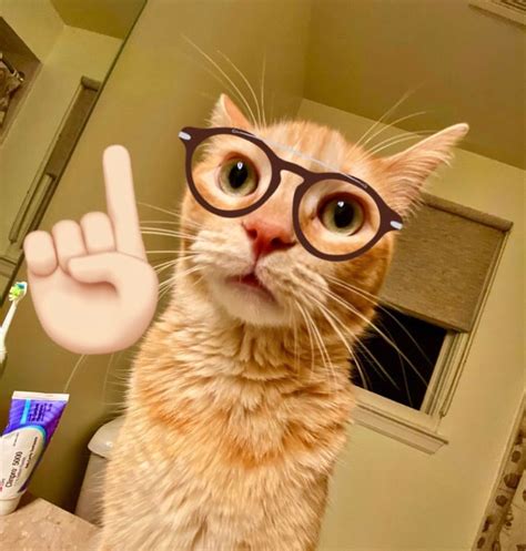 Cat Wearing Glasses, Silly Cats, Little Pets, Fall Vibes, Memes, Anime ...