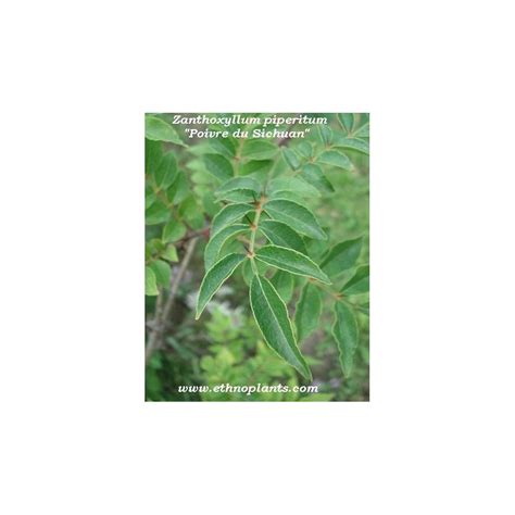 Japanese pepper tree, Zanthoxylum plant for sale