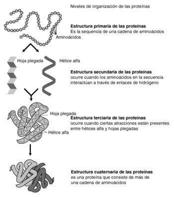 Estructura proteínas.png