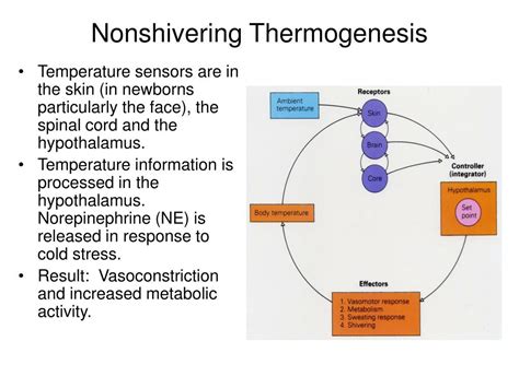 PPT - Thermoregulation PowerPoint Presentation, free download - ID:4051605