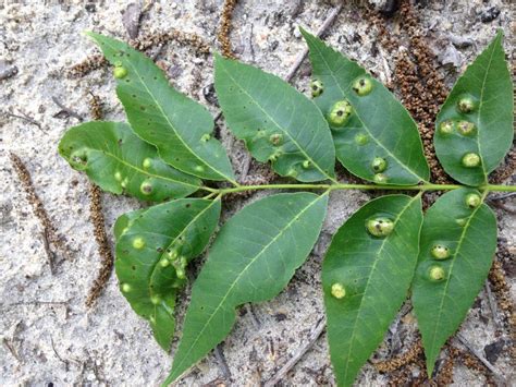 southern pecan leaf phylloxera | Landscaping plants, Plant leaves, Plants