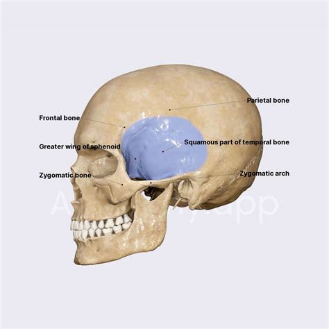 Temporal Fossa And Infratemporal Fossa