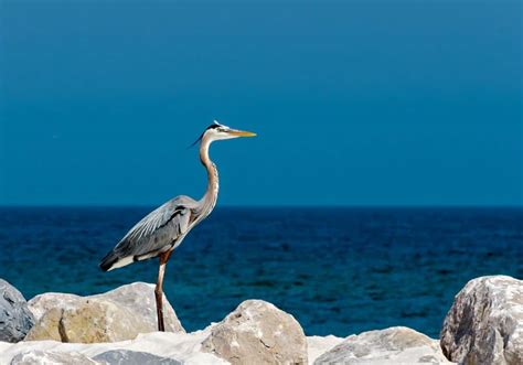 Heron Symbolism: 16 Spiritual Meanings Of Heron