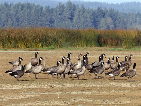 Greater White-fronted Goose - eBird