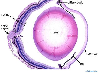 Eye Histology - Eye (labels) - histology slide