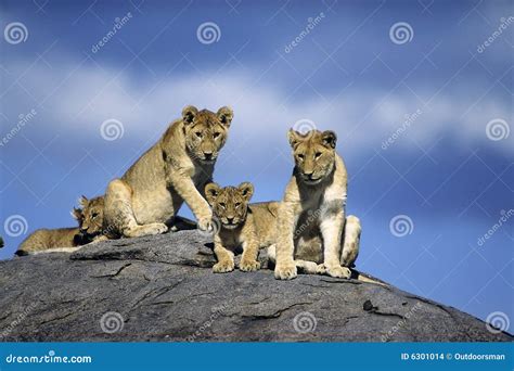 Young lions stock photo. Image of outdoors, lion, pride - 6301014