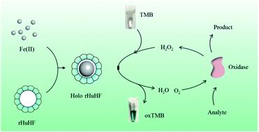 Ferritin-catalyzed synthesis of ferrihydrite nanoparticles with high mimetic peroxidase activity ...