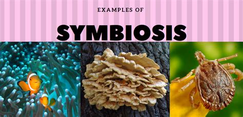 Mutualism, Commensalism, Parasitism: Types Of Symbiosis With Examples - Science Trends