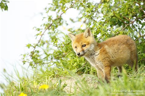 Fox Cubs Playing | Ansermoz-Photography