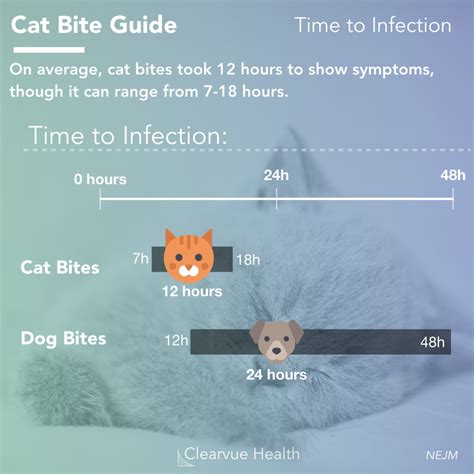 3 Charts | Cat Bite Guide: Symptoms and First Aid