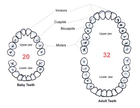 Tooth diagram | A Schooner of Science