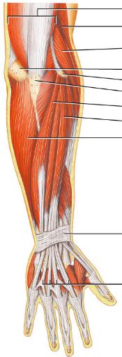 Wrist Extensor muscles Diagram | Quizlet