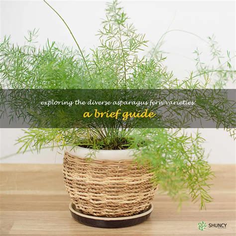 Exploring The Diverse Asparagus Fern Varieties: A Brief Guide | ShunCy