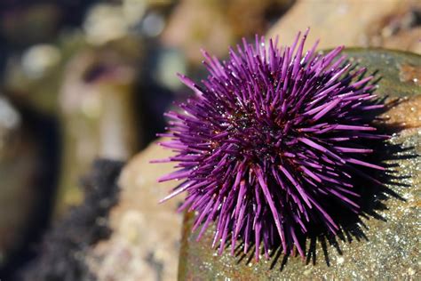 Can You Eat Sea Urchins and How Does It Taste? - American Oceans