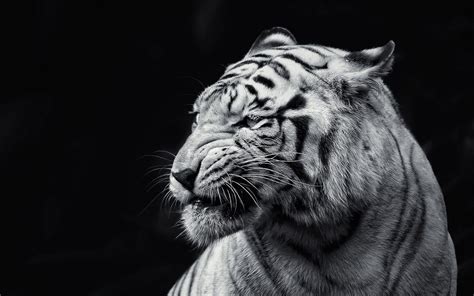 Angry White Tiger Face