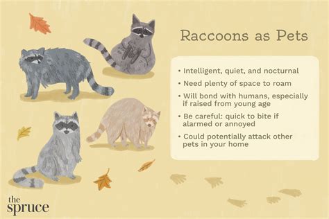 Should You Keep a Raccoon as a Pet?